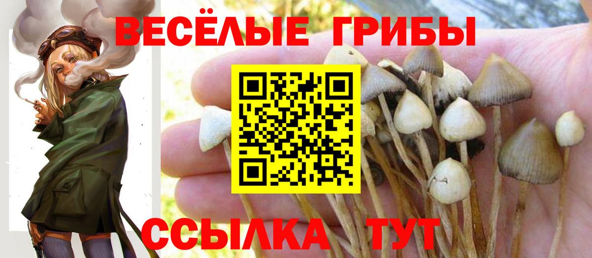 Сланцы  Псилоцибиновые грибы GOLDEN TEACHER  Вход с VPN  Псилоцибиновые грибы Magic Shrooms 
